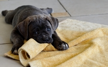 animals dogs puppies towel labrador retriever 1920x1080 wallpaper 